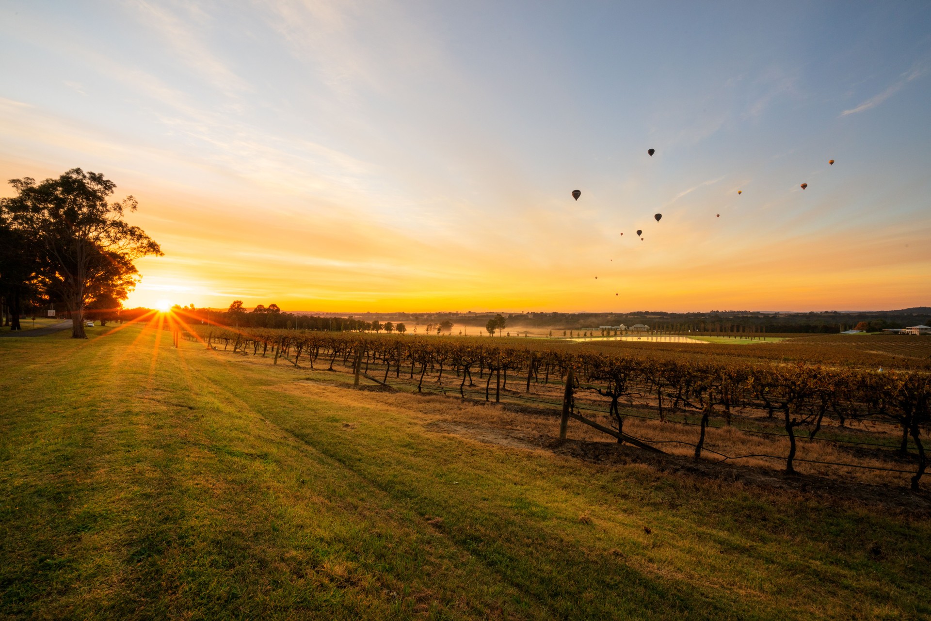 Hot Air Balloons in Pokolbin wine region during beautiful sunrise, Hunter Valley, NSW, Australia